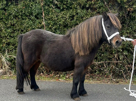 Shetland ponies looking for new home