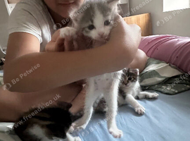I have three kittens available