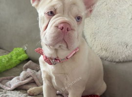 Pink rope French bulldog for rehome