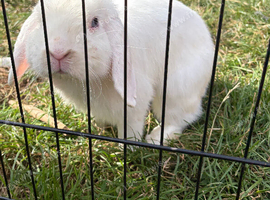 Mini lop buck
