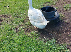 Emden Geese eggs for hatching
