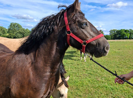 14hh companion mare