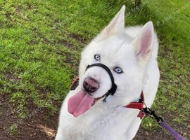 Rehoming akita x husky