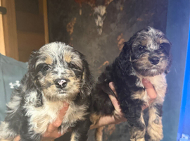 Beautiful cockapoo pups