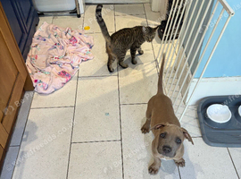 CaneCorso X Staffy