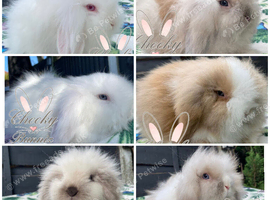 Beautiful Mini Lion Lop Boys