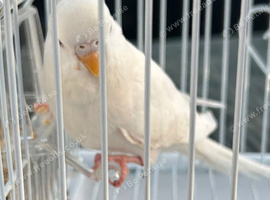 Baby budgie