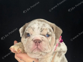 Adorable Bulldog Puppies