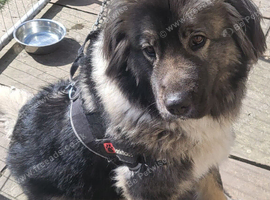 Caucasian shepherd