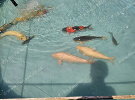 koi fish