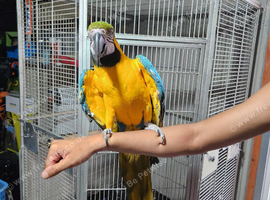 Blue gold macaws hand reared