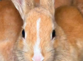 2 Dutch rabbits and 1 English spot all babies