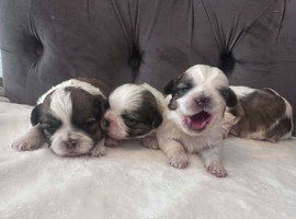 4 Shih Tzu puppies