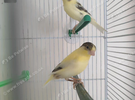 Canaries for sale