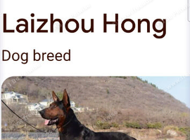 Chinese red dog for sale