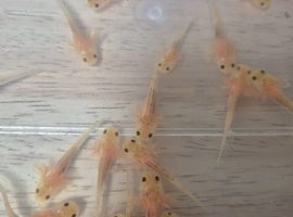 Axolotl Leucistic 4-6 weeks old