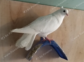 pigeons for sale