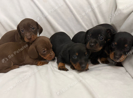 Dachshund puppies for sale 3 boys 2 girls