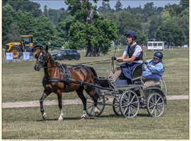 13.3 14 year old ride and drive Hackney x Welsh gelding