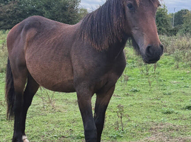 Lovely cob x Hanoverian yearling colt