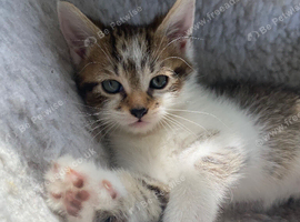 Loving boy ready for his new home