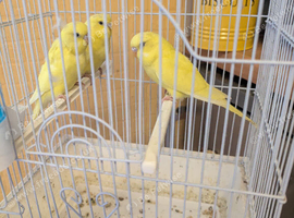 Baby budgies for sale.