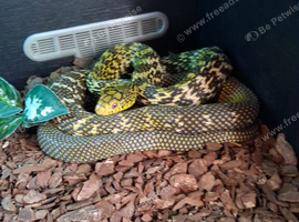 CBB24 Female King Rat snake