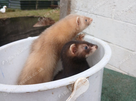 2 ferrets 1 eu 1 cinamon