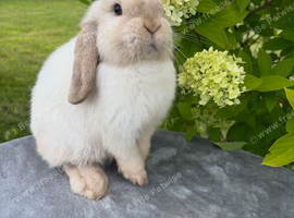 Mini Lop Male