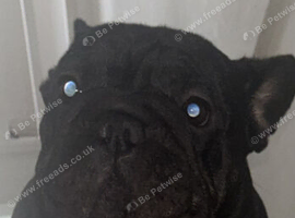 Rope nose female frenchy