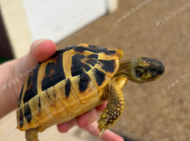 Western Hermanns Tortoise
