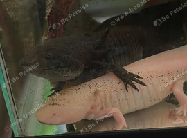 Axolotl