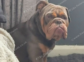 English bulldog