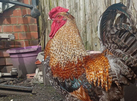 Beautiful Cockerel