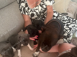 Staffordshire puppies for sale