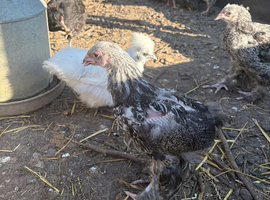 Bramha cockrels