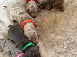 Miniature dachshund Puppies