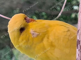 Exhibition Budgie