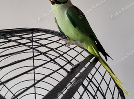 Beautiful Handreared Male Alexandrine Talking Parrot