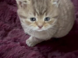 Mix British kittens