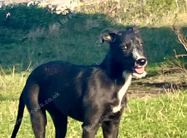 Collie cross