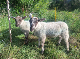 2 store lambs