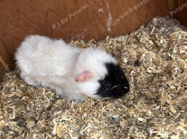 Black and white guinea pig