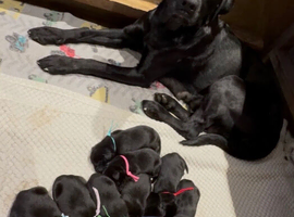 Kc reg Labrador puppies