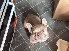 French bull dog