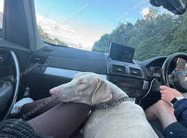White Doberman stud