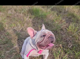 French bulldog girl
