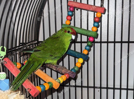 Green, Red cheek kakariki