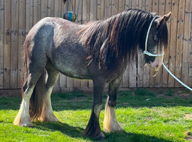 Blue roan riding gelding GELDING
