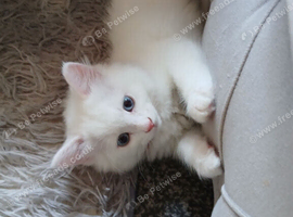Ragdoll x Turkish Angora kitten
